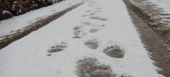 BIESZCZADY: Tropy niedźwiedzi. Poszły w dobrym kierunku?
