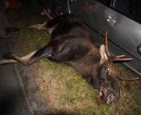 BIESZCZADY24.PL: Jesienią noga z gazu! Uważajcie na dzikie zwierzęta (ZDJĘCIA)
