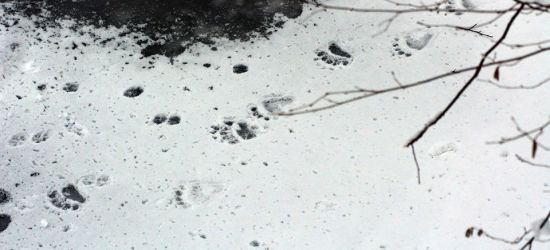BIESZCZADY: Niedźwiedź tu był… Spacer po kruchym lodzie (FOTO)