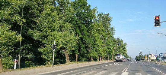 ECHA INTERWENCJI. Do wycięcia 90 drzew. Posadzą 50 nowych (ZDJĘCIA)
