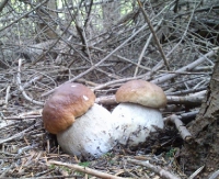BIESZCZADY24.PL: Kto rano wstaje… ten pierwszy zbiera grzyby (ZDJĘCIA)
