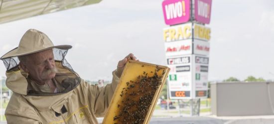 Na dachu VIVO! Krosno powstała pasieka! (ZDJĘCIA)