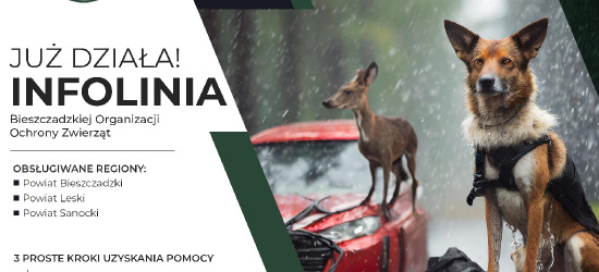 Wspaniała inicjatywa! Ruszyła infolinia Fundacji Bieszczadzka Organizacja Ochrony Zwierząt!