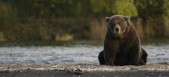 BIESZCZADY: Niedźwiedź Józefek harcuje w pasiece (VIDEO)