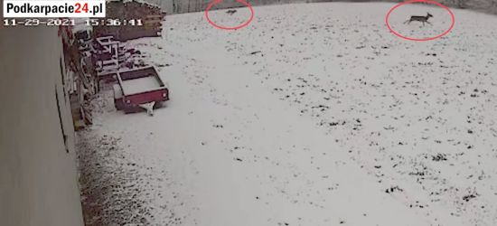 BIESZCZADY. Wilk goniący sarnę. Nagranie VIDEO