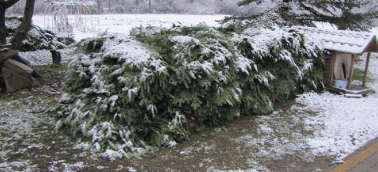 Leśnicy przez cały dzień gasili pożar pod Rymanowem (ZDJĘCIA)