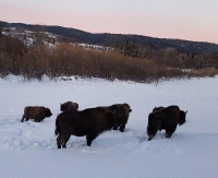 BIESZCZADY: Przeprowadzka żubrów ku wolności (ZDJĘCIA)