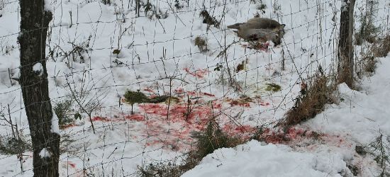 Kłusownictwo wciąż problemem. Zabito 265 dzikich zwierząt (ZDJĘCIA)