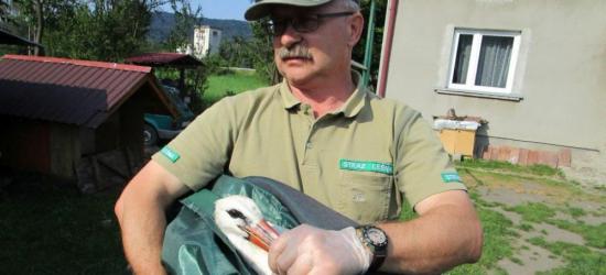 Leśnicy pomagali bocianom porażonym prądem (ZDJĘCIA)