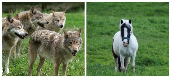 BIESZCZADY: Wilki zagryzły konia tuż przy stajni!