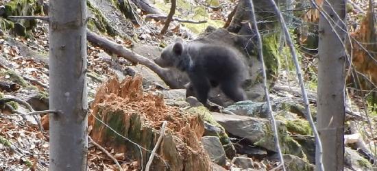 BIESZCZADY: Kiedy dwa maluchy poznają świat! Urocze niedźwiadki (VIDEO)