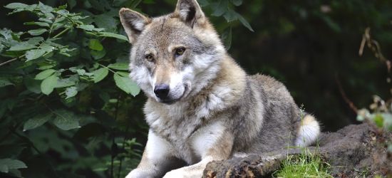 BIESZCZADY: Czasem gospodarz tupnie nogą na wilka (VIDEO)