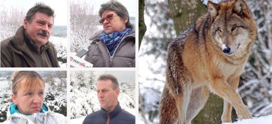 Pożerają owce, konie, psy! Przejmujące relacje mieszkańców Bieszczad (VIDEO)