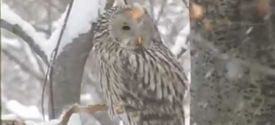 BIESZCZADY: Pierwsza śnieżyca już była. A sowa jakaś niewzruszona (VIDEO)