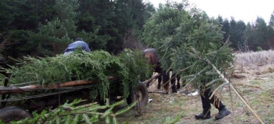 Czas na choinki. Bieszczadzkie nadleśnictwa zapraszają