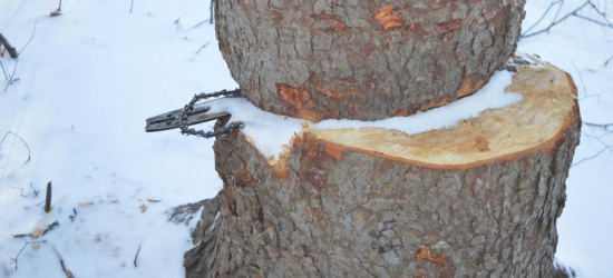 Kolejne przypadki kradzieży drewna (FOTO)