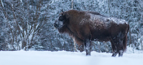 BIESZCZADY: Król jest tylko jeden. Bieszczadzki żubr (VIDEO, FOTO)