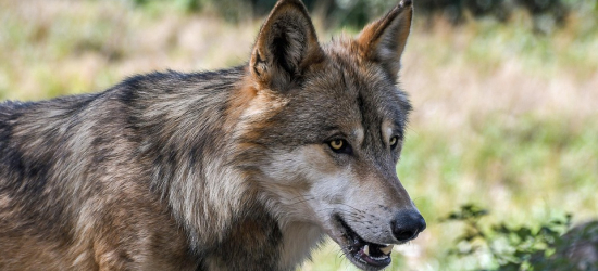 Uwaga na wilki! Ostrzeżenie dla mieszkańców Międzybrodzia