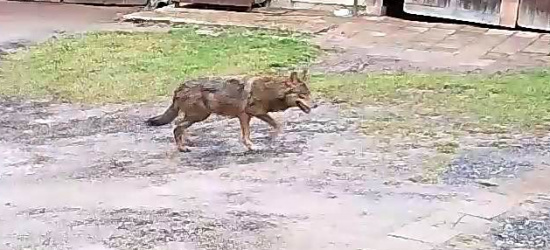 Wilk w środku dnia chodzi po podwórku! (VIDEO)