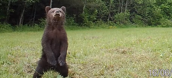 A gdyby tak rzucić wszystko i sprawdzić, co dzieje się w Bieszczadach? (VIDEO)