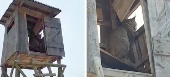 Ryś na ambonie! Myśliwi mają konkurencję (VIDEO, FOTO)