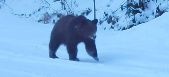 BIESZCZADY: Jeszcze nie pora na zimowy sen (VIDEO)