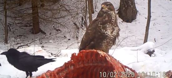 Myszołowy, orły i kruki… Nie odpuszczą takiej uczty (VIDEO)