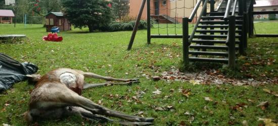 BIESZCZADY: Zagryziona łania na placu zabaw przy szkole! Zaatakowały wilki? (ZDJĘCIA)