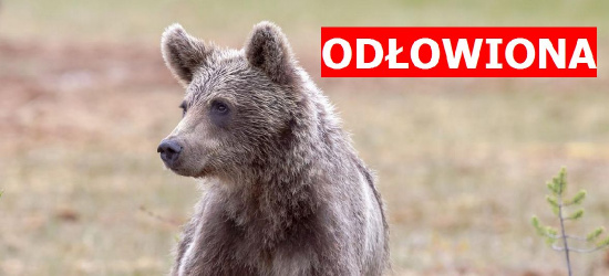 Niedźwiedzica odłowiona. Płoszenie nie przynosiło efektu