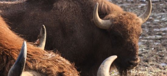 BIESZCZADY: Tłumy odwiedzają zagrodę żubrów w Mucznem. Rekord! (ZDJĘCIA)