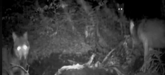 BIESZCZADY: Wilki trzy zaglądają w oko fotopułapki (VIDEO)