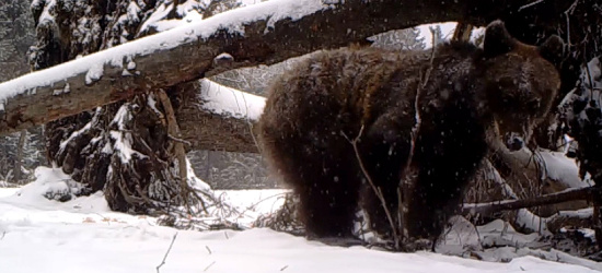 BIESZCZADY. Strażnicy oko w oko z dziką zwierzyną (VIDEO, ZDJĘCIA)