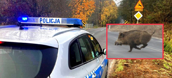 REGION: Dzik wbiegł pod koła osobówki