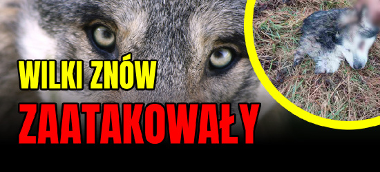SROGÓW GÓRNY: Wilki rozszarpały huskyego kilka metrów od domu! (FOTO 18+)