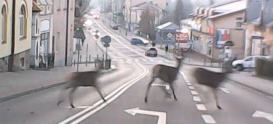 SANOK: Trzy sarny wbiegły na ulicę w centrum miasta. ZOBACZ VIDEO
