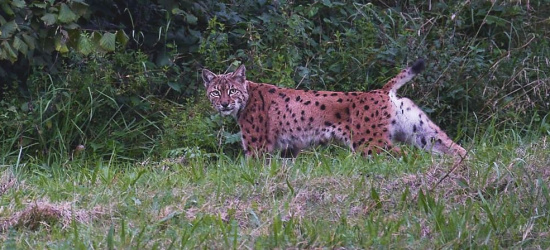 BIESZCZADY: Wyjątkowe spotkanie. Wyjątkowe ZDJĘCIE!