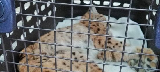 Znaleziono poranionego rysia. Niestety, kociak nie przeżył…