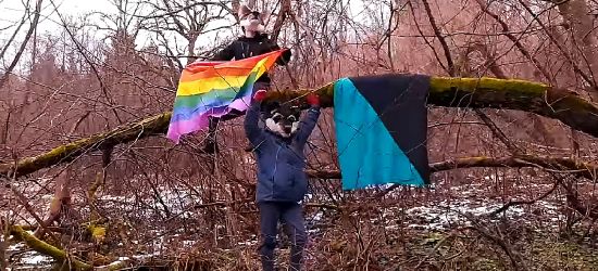 Feministki przenoszą rewolucję do lasu! „Wilczyce” protestują przeciwko wycince