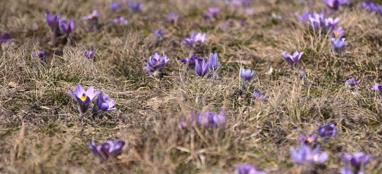 BIESZCZADY: ,,Zaczęło się”. Przyroda budzi się do życia (ZDJĘCIA)