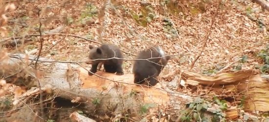 BIESZCZADY: Jaś i Małgosia, czyli małe miśki w akcji (VIDEO)