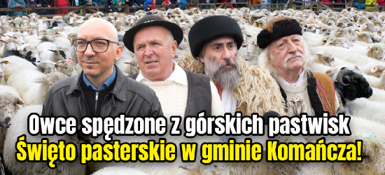 Owce spędzone z górskich pastwisk. Święto pasterskie w gminie Komańcza! (VIDEO)