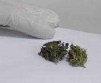 Marihuana w portfelu. Ukraińcowi grozi grzywna lub więzienie