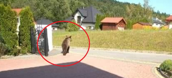 SANOK. Niedźwiedź wchodzi na posesje. Co dalej? (FOTO, ANKIETA)