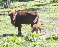BIESZCZADY: Małe żubrzątka w zagrodzie w Mucznem (ZDJĘCIA)