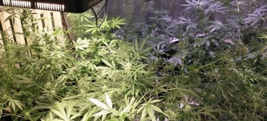 PODKARPACIE: W mieszkaniu plantacja marihuany. Sprawa ma charakter rozwojowy