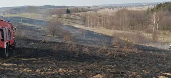 Płonęły nieużytki rolne. Trzy jednostki w akcji (ZDJĘCIA)