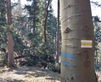 INTERWENCJA: Powalone drzewa i sporo śmieci na szlaku na Orli Kamień. „Kto odpowiada za stan ścieżki po zimie?” (ZDJĘCIA)