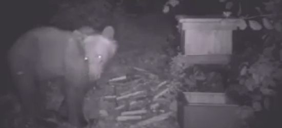 Kolejny głodny niedźwiedź dobrał się do bieszczadzkiej pasieki (VIDEO)