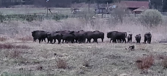 Stado żubrów zaobserwowane w Zagórzu! (ZDJĘCIA)