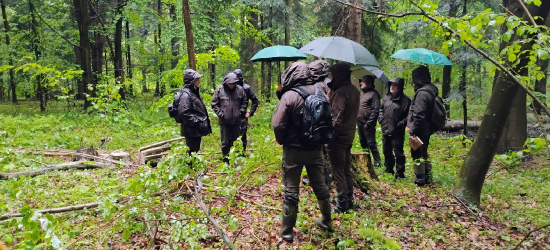 Jodła pod presją – jemioła coraz groźniejsza. Dwudniowa lustracja terenowa w nadleśnictwie Lesko